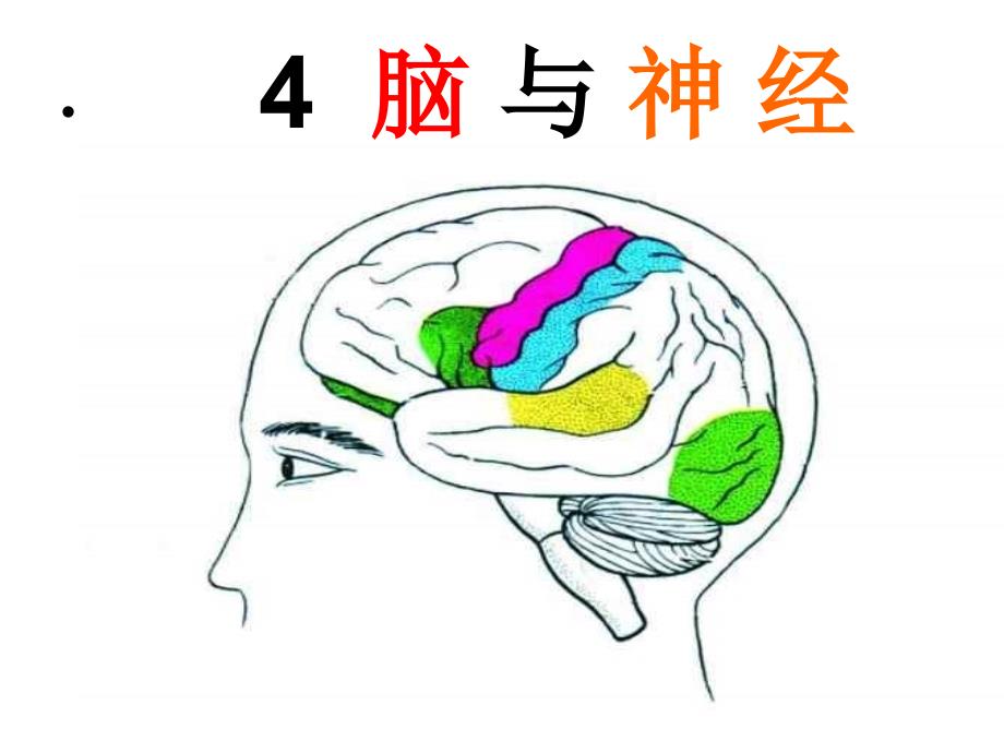 青岛版五年级下册科学——4脑与神经_第1页