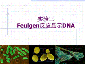 实验三Feulgen反应显示DNA课件