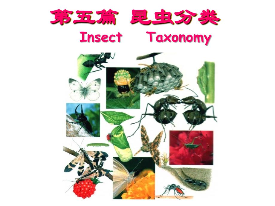 昆虫分类概述课件_第1页
