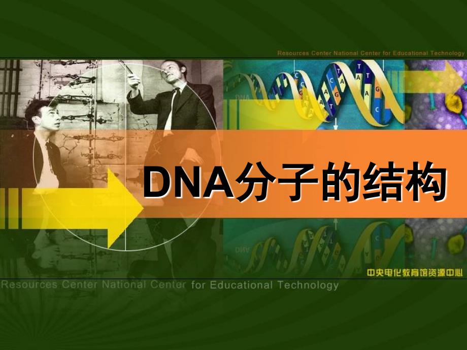 DNA分子的结构10_第1页