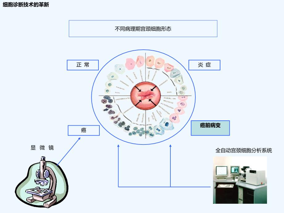 HPV感染演变过程_第1页