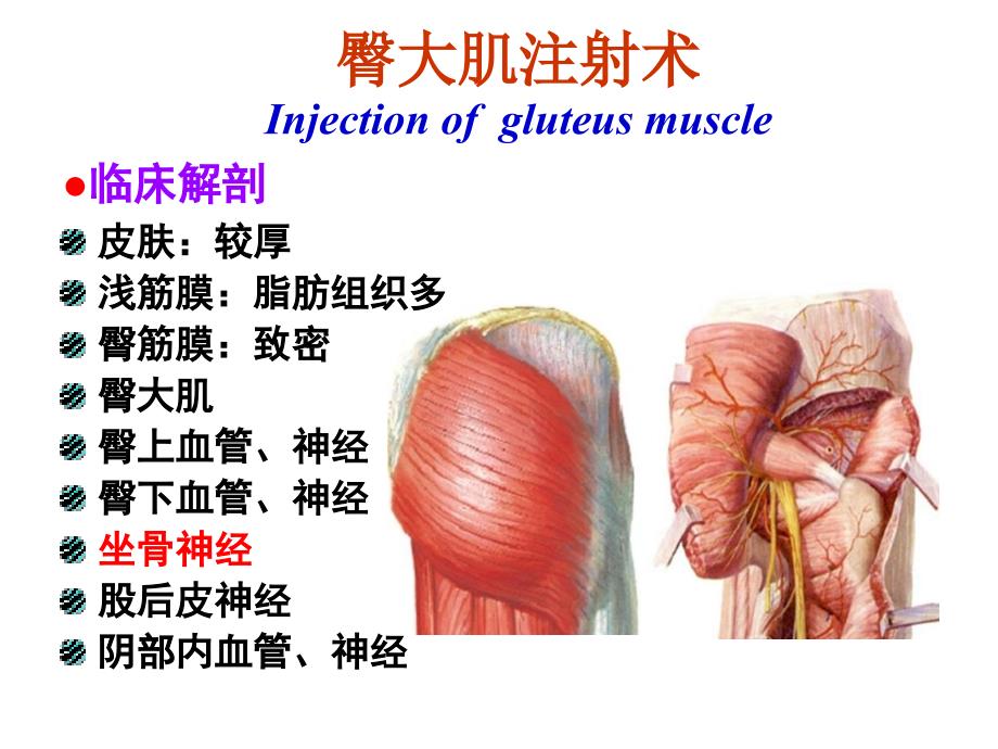 臀肌注射的解剖基础_第1页