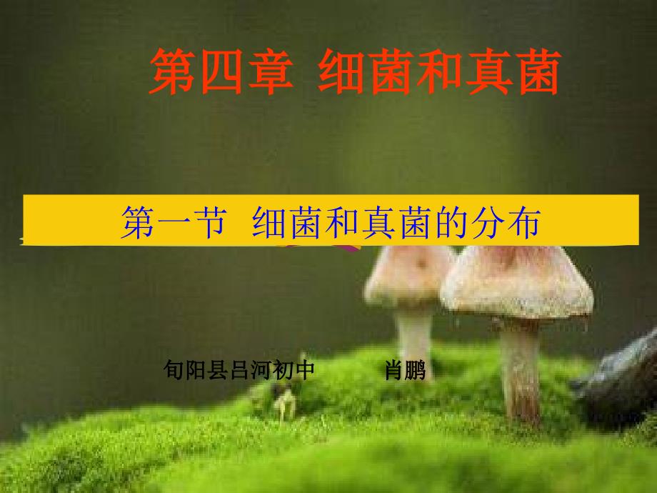 八年级生物第四章第一节细菌和真菌的分布课件上课用_第1页