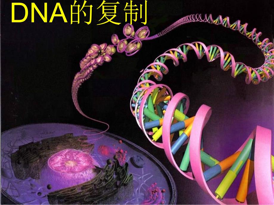 人教版高中生物必修二33DNA的复制课件共34张PPT_第1页