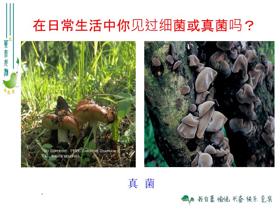 八年级生物上册第十二课细菌和真菌的分布_第1页