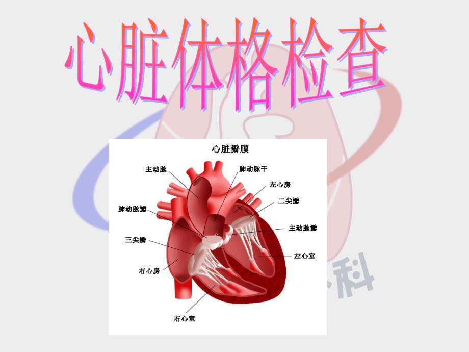 心脏体格检查1_第1页