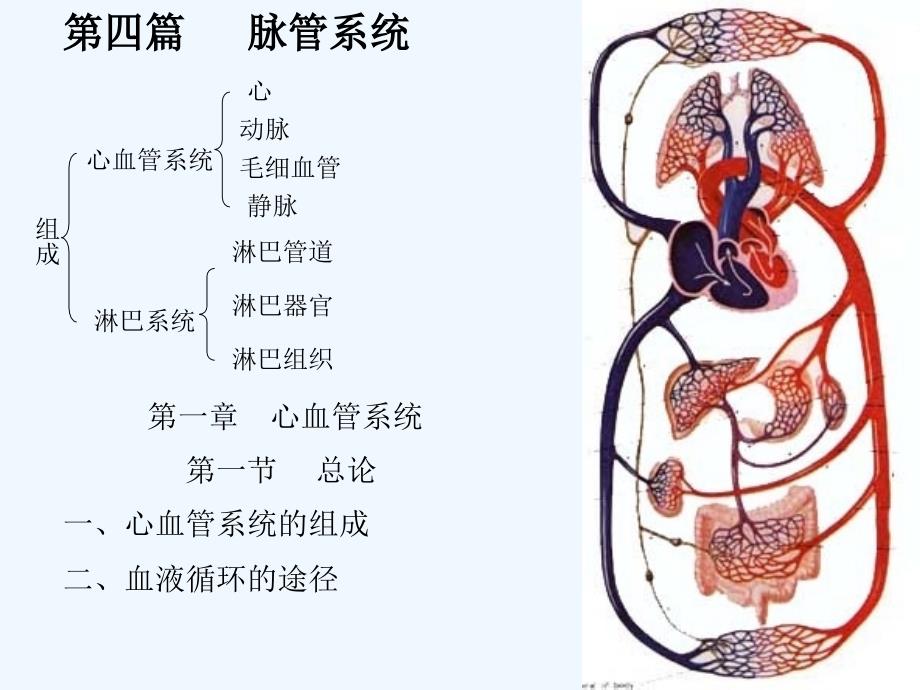 心脏解剖图_第1页