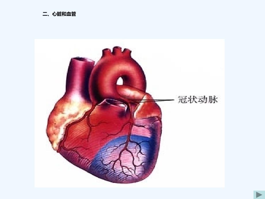 心脏与血液循环_第1页