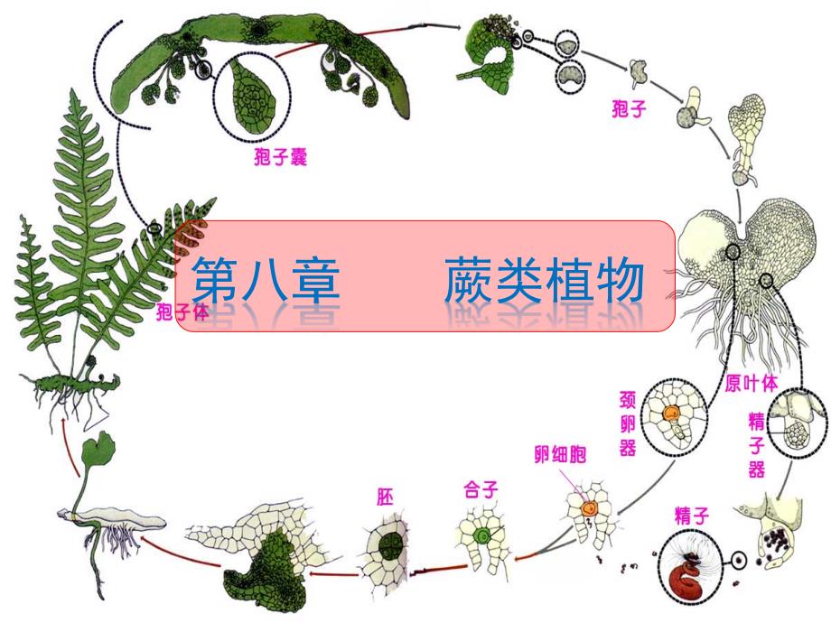 蕨类植物简介_第1页