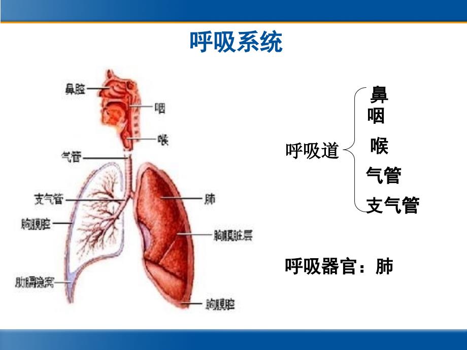 急性上下呼吸道感染治疗_第1页