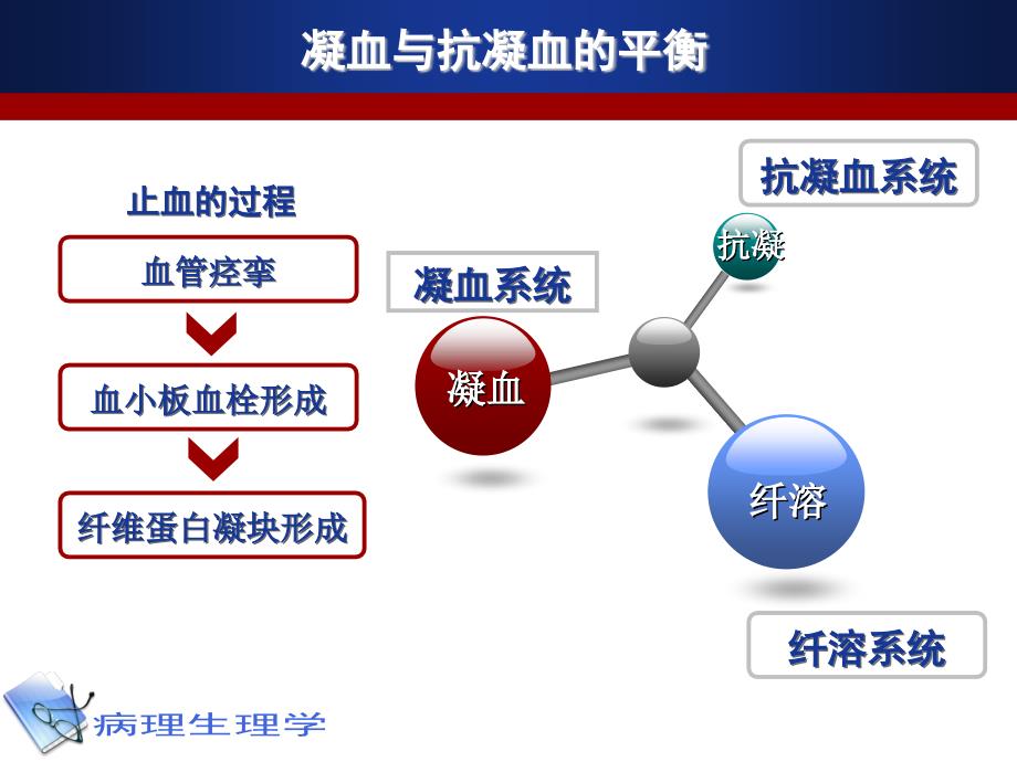 生理学课件凝血和抗凝血平衡紊乱_第1页