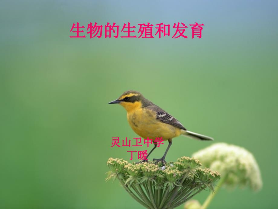 生物生殖和发育1_第1页