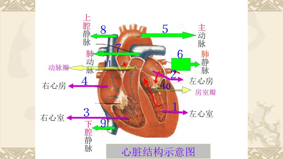 输血与血型--初中生物优秀教学ppt课件_第1页