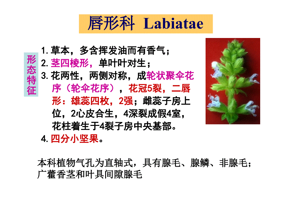 生药学唇形科_第1页