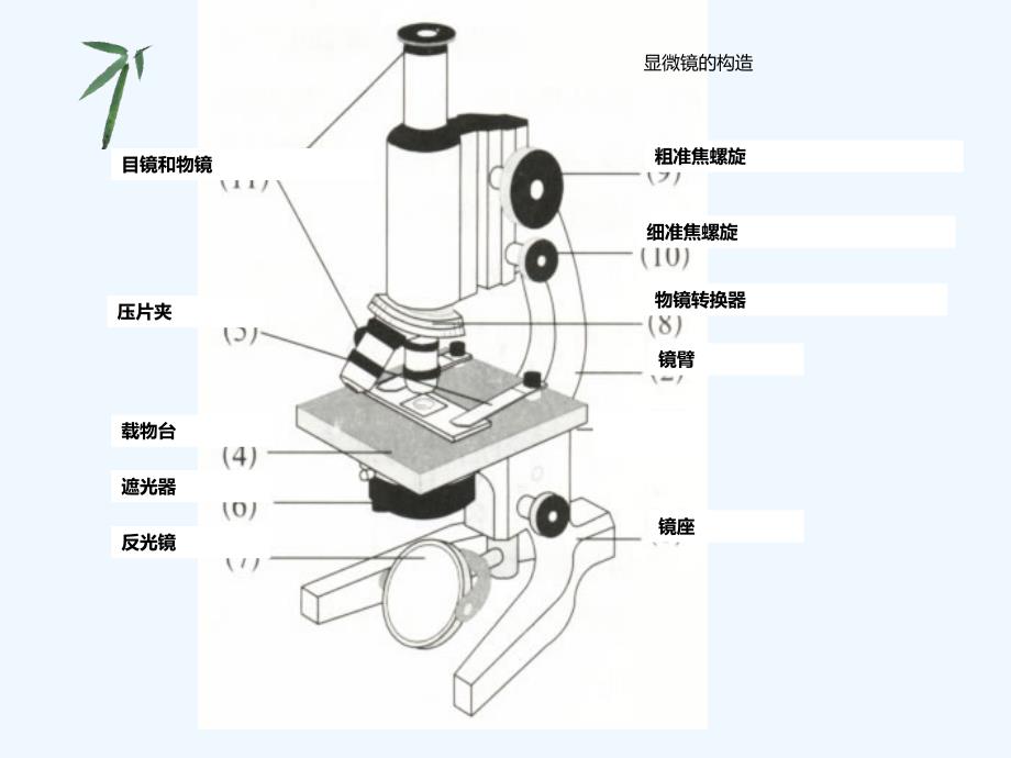 显微镜洋葱表皮细胞口腔上皮细胞_第1页