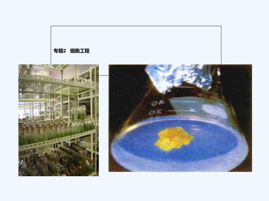 植物细胞工程基本技术ppt_第1页