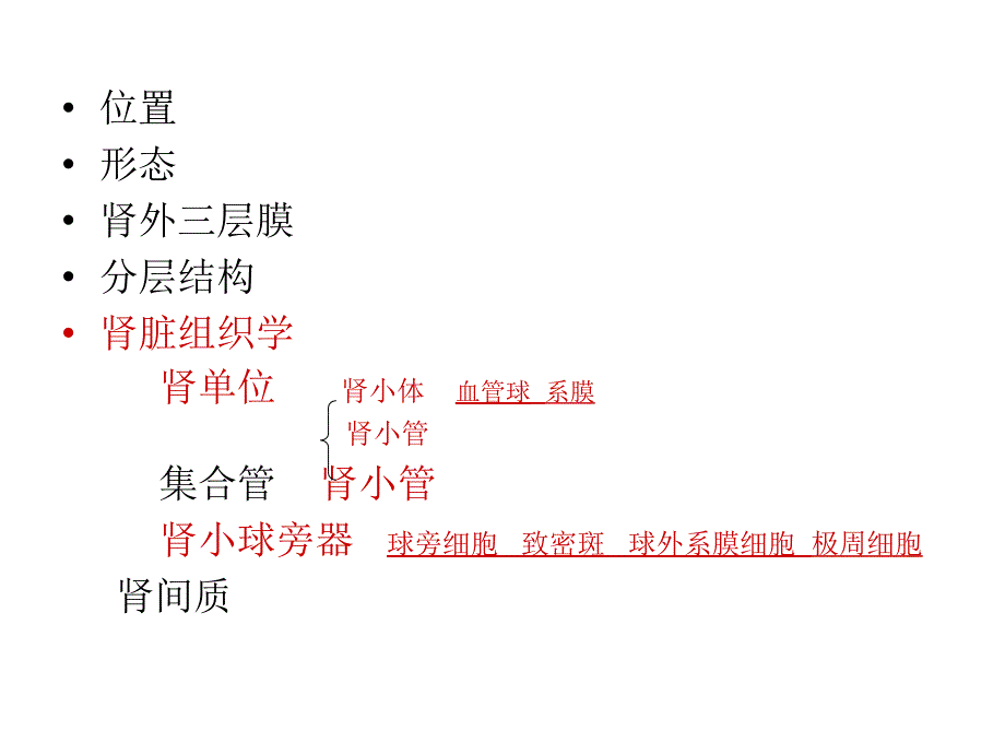 肾脏生理解剖 功能_第1页