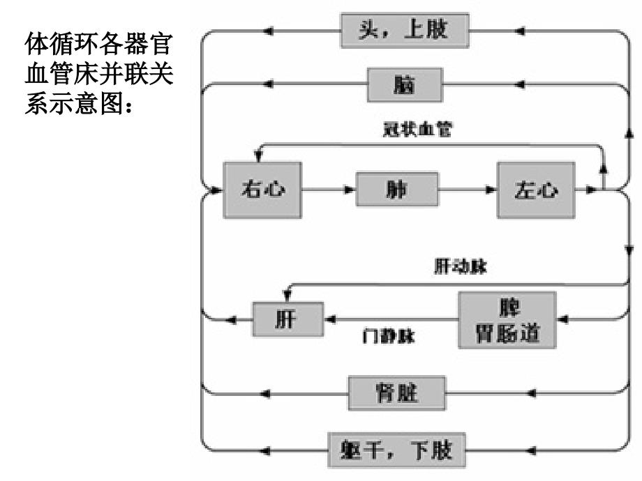 生理学第七版血液循环PPT_第1页