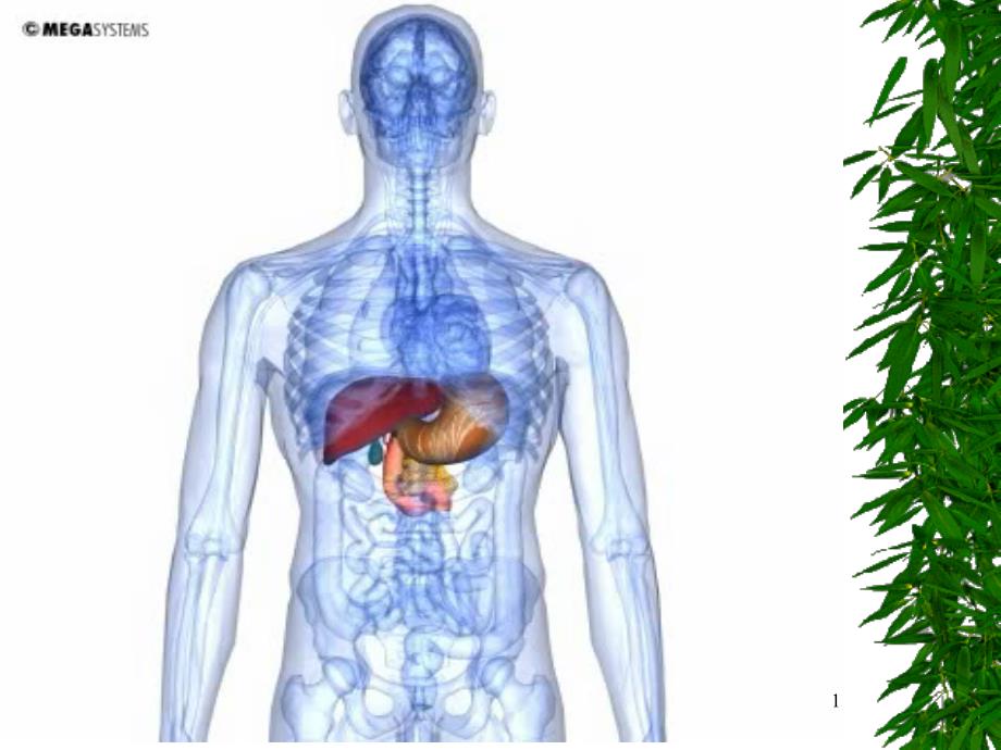 消化系统II呼吸系统临床医学_第1页