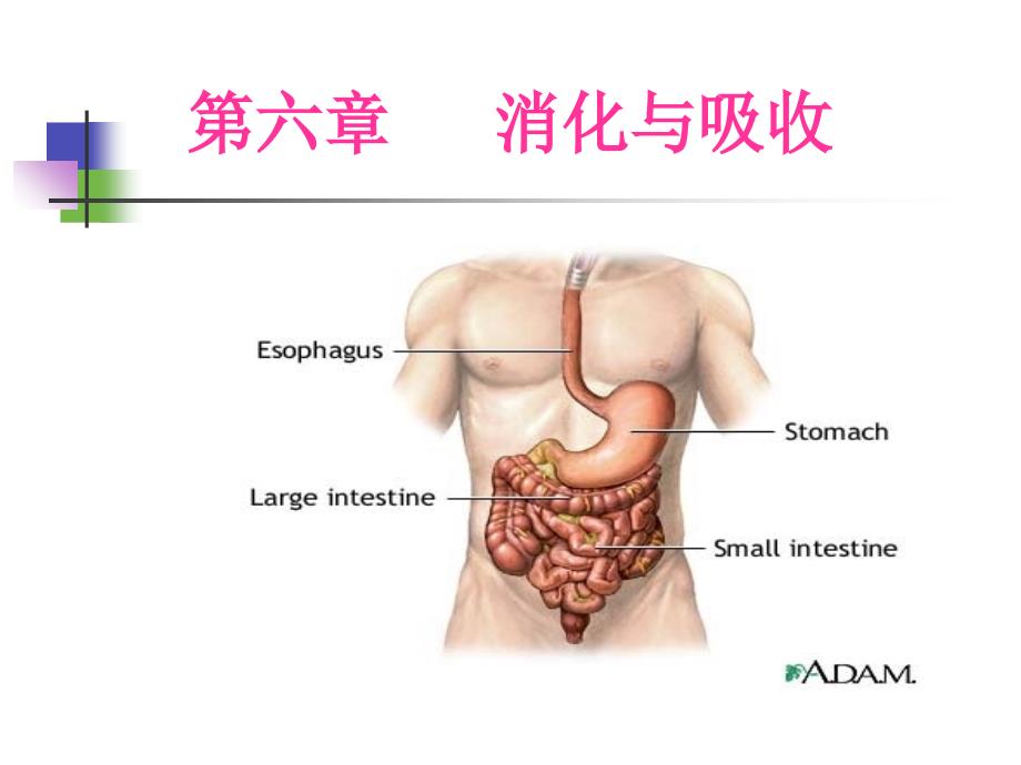 生理学第6章消化与吸收_第1页