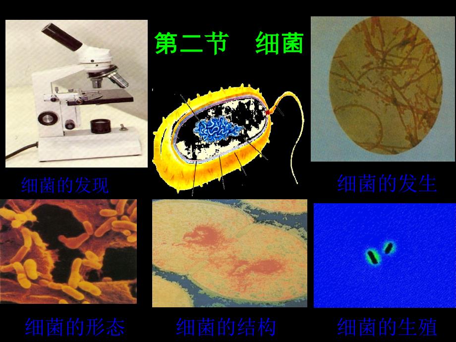 新人教版 第二节细菌_第1页