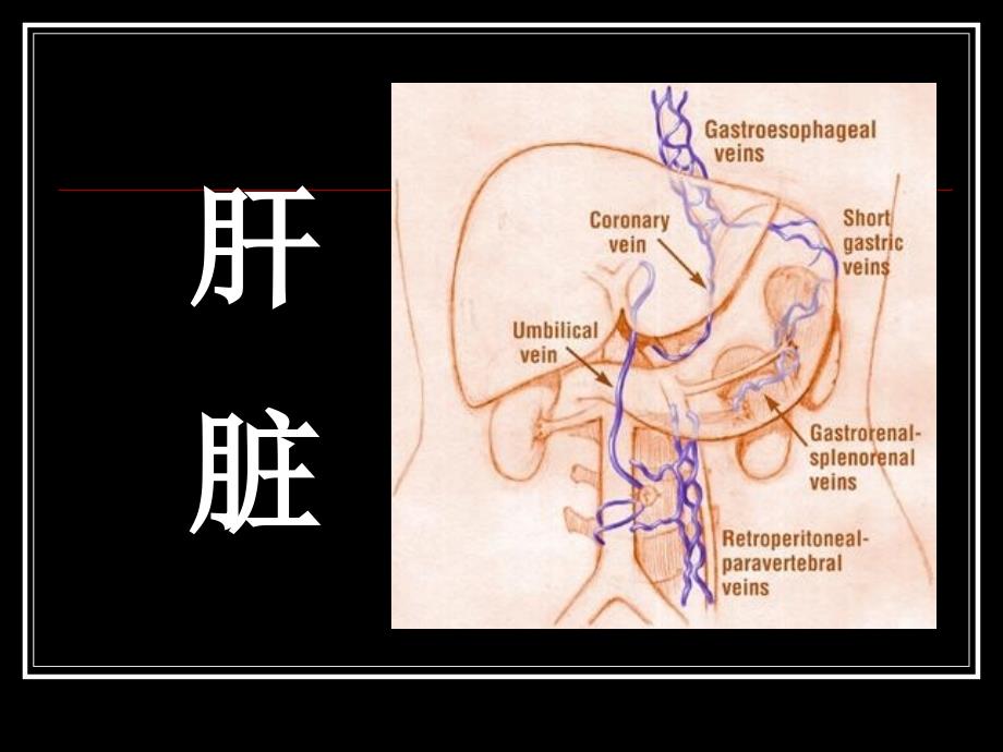 普外科肝胆病影像诊断_第1页