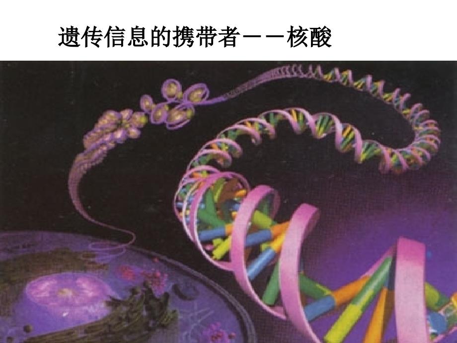 高一生物必修一核酸课件_第1页