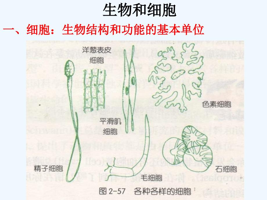 生物与细胞复习修改_第1页