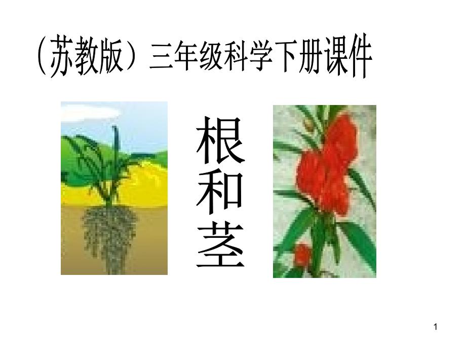 苏教版小学科学三年级下册《根和茎》课件_第1页