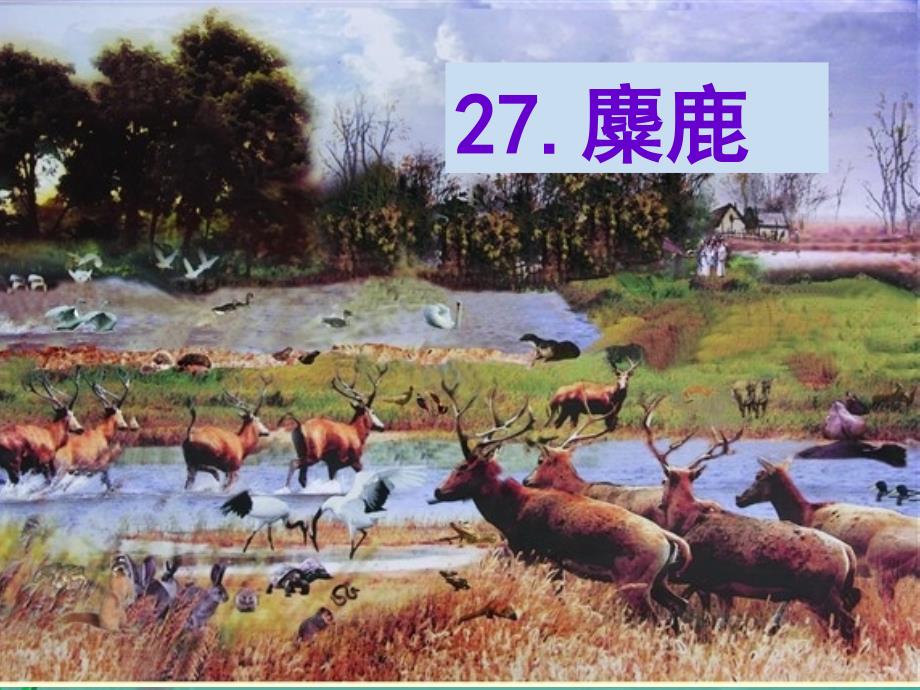 四年级27麋鹿课件_第1页