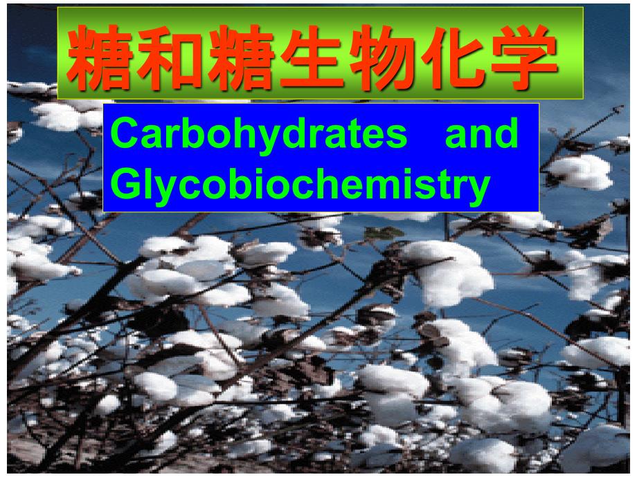 复旦大学课件糖与糖生物化学1模板_第1页