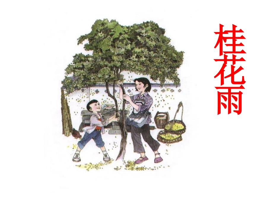 苏教版四年级上册《桂花雨》课件2_第1页