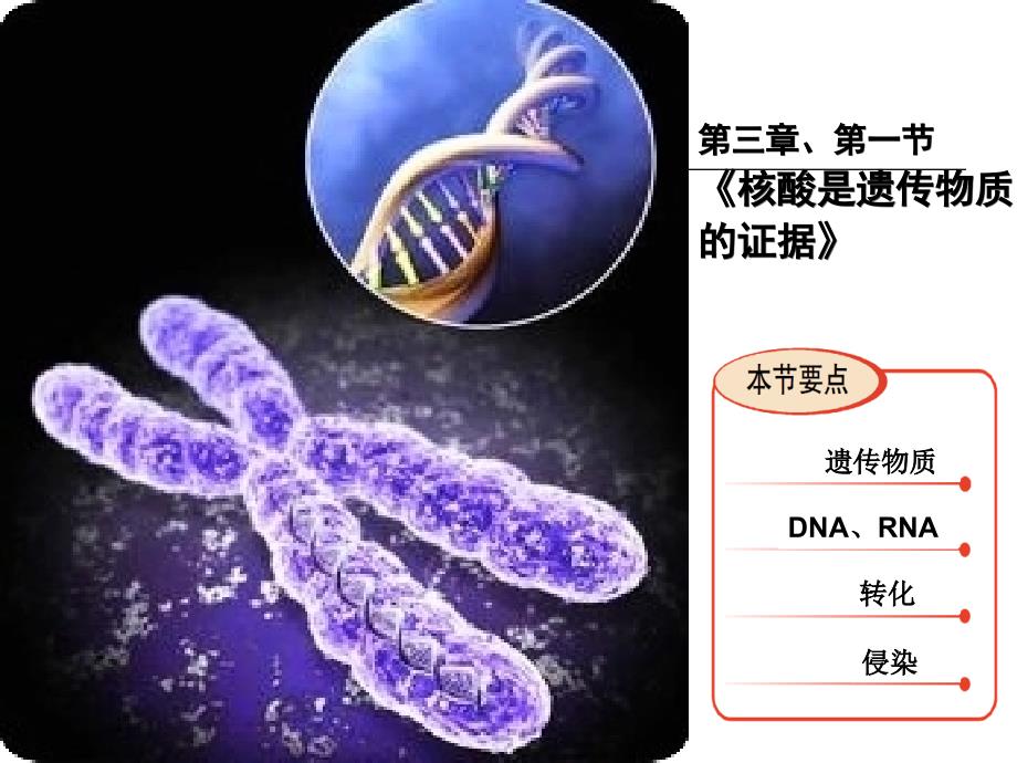 1-核酸是遗传物质的证据(精炼版)_第1页