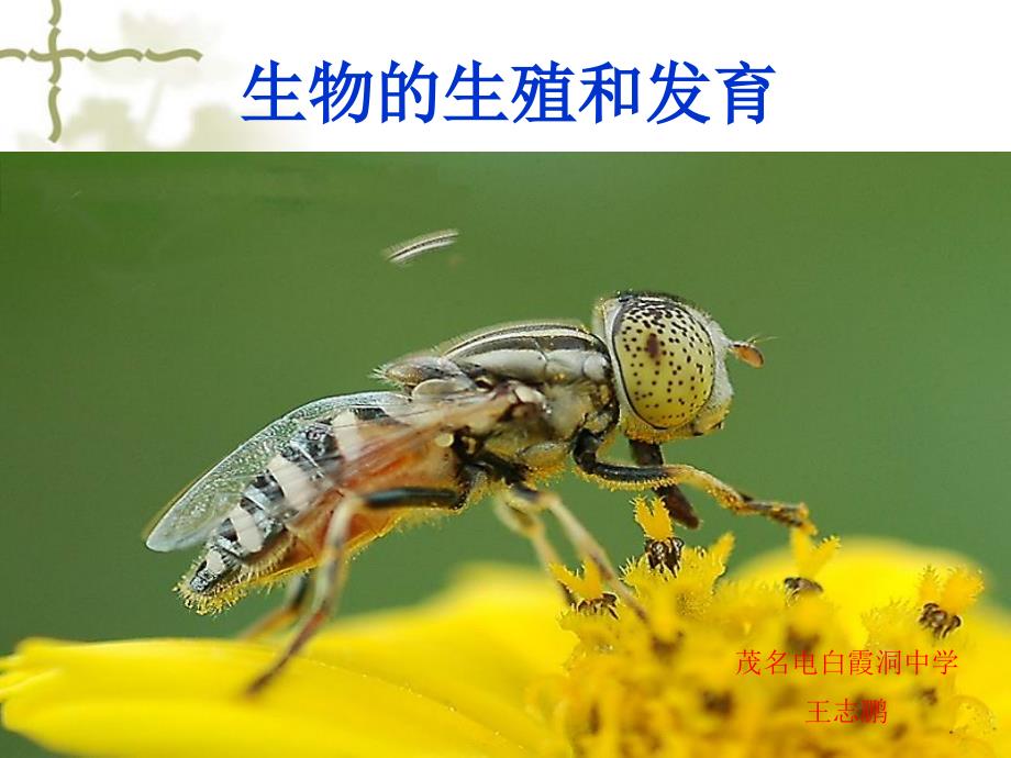 复习人教八年级下册第一章生物的生殖和发育剖解_第1页