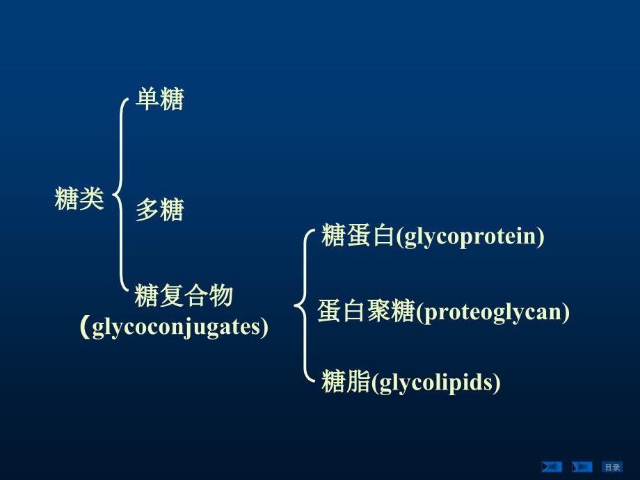 第19章糖蛋白蛋白聚糖和细胞外基质_第1页