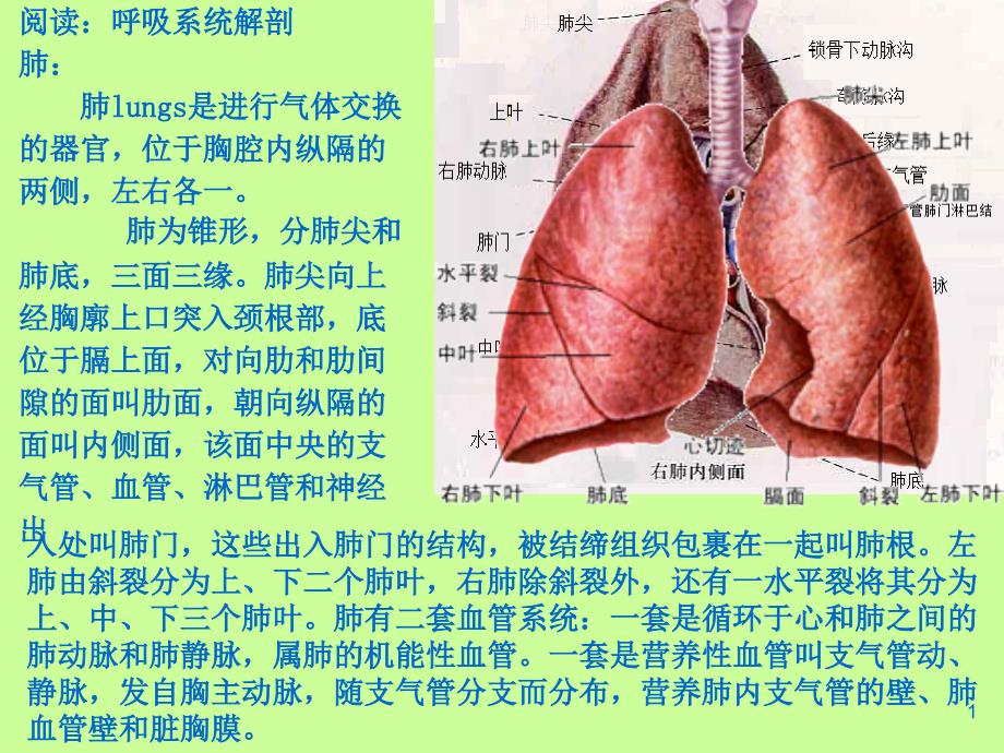 第一节常见症状护理_第1页