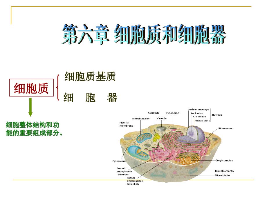 第6章之细胞质基质核糖体内膜系统资料_第1页