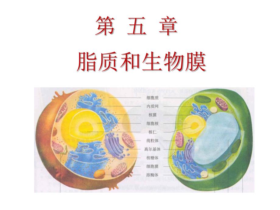 生物化学第五章_第1页