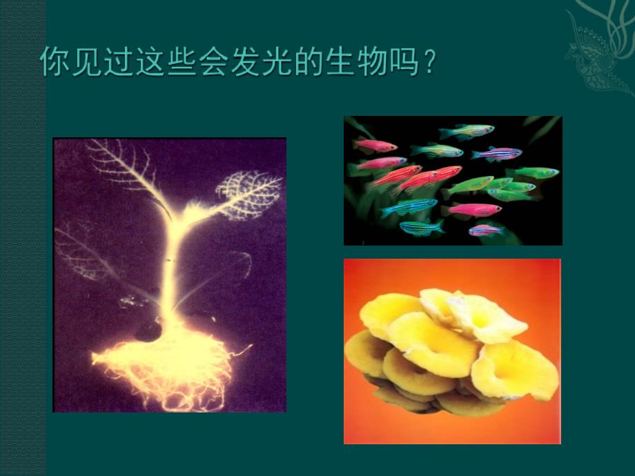 生物北师大版八年级下252现代生物技术课件_第1页