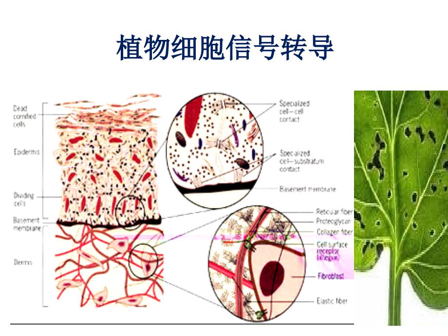 植物细胞信号转导_第1页