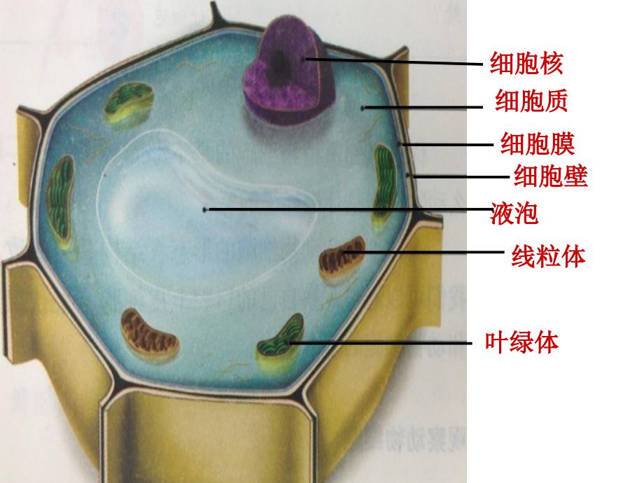 213动物细胞2_第1页