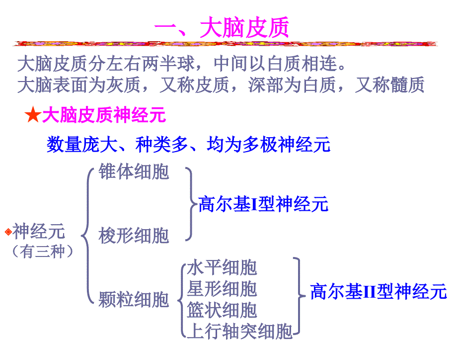 组织学与胚胎学 神经系统_第1页