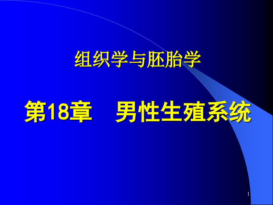 组织胚胎学--男性生殖系统_第1页