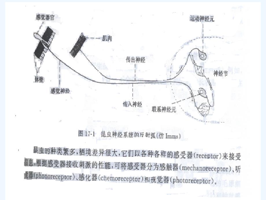 第十八章昆虫神经系统与和生理_第1页