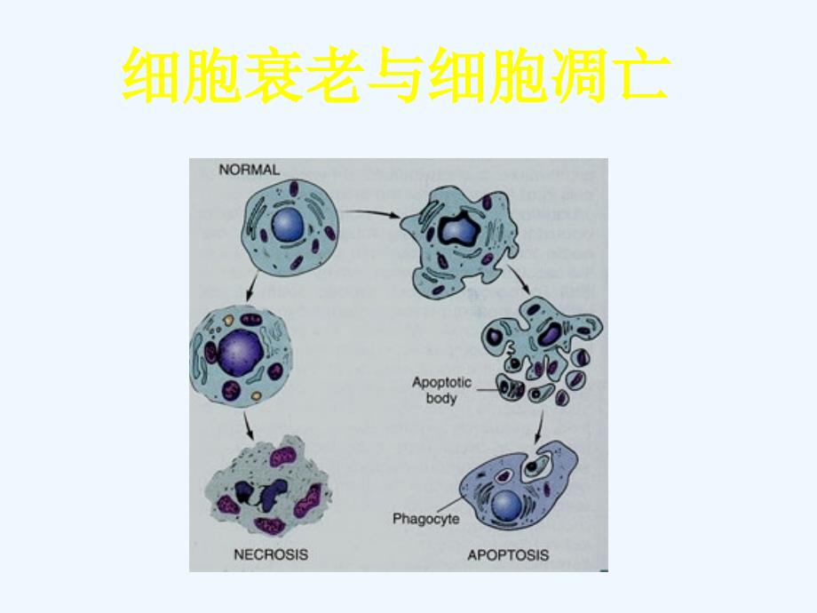 细胞凋亡作用机理_第1页