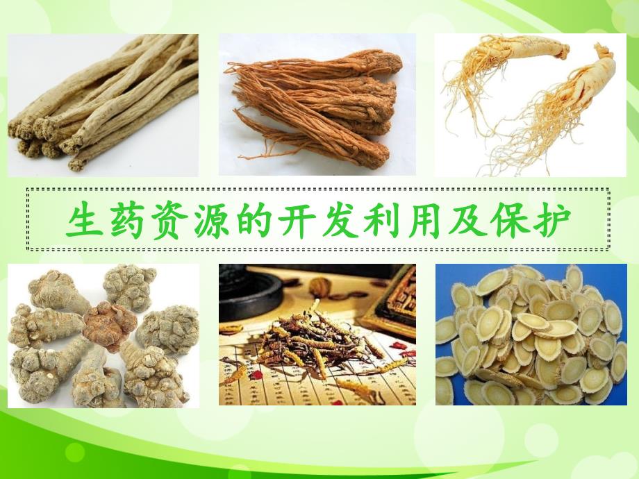 生药资源的开发利用_第1页