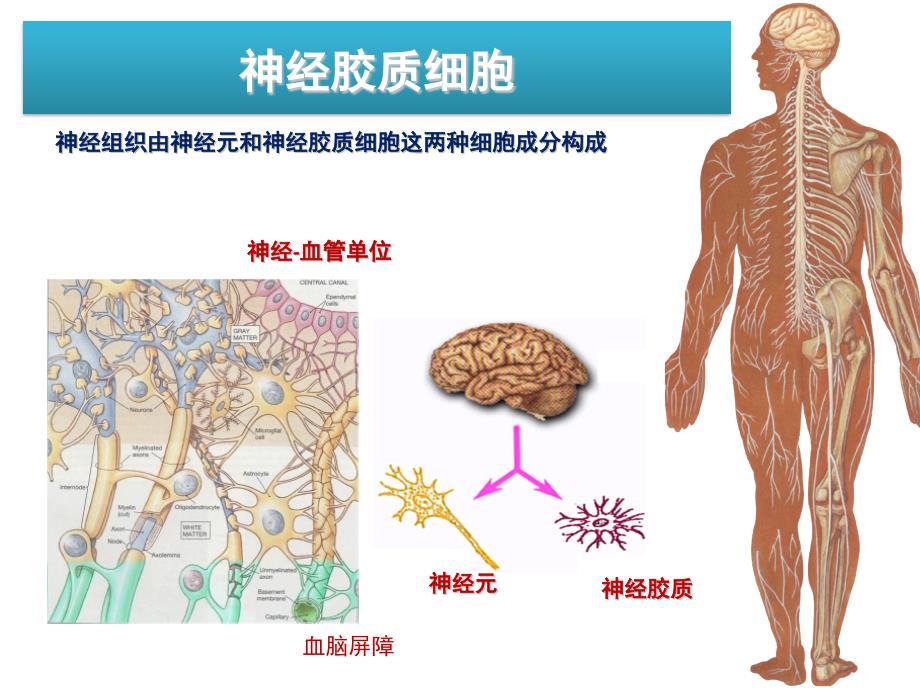 胶质细胞_第1页