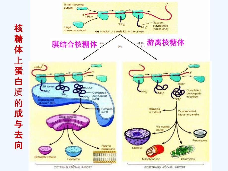 细胞内蛋白质分选和运输细胞生物学课件_第1页