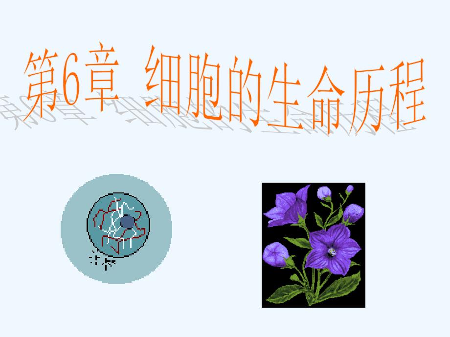 细胞增殖一ppt_第1页