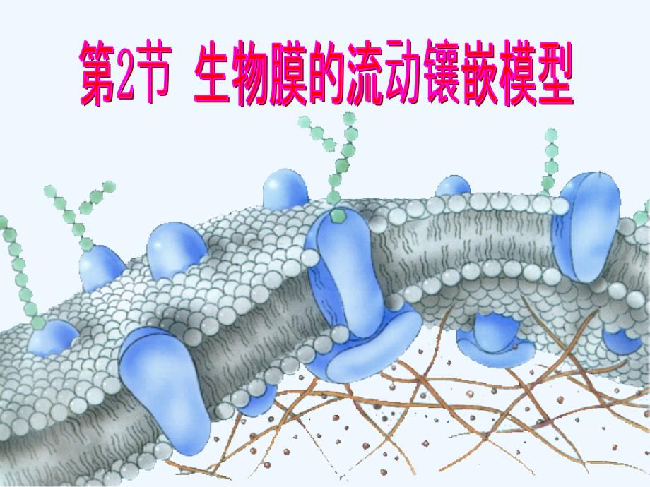 细胞膜流动镶嵌模型_第1页